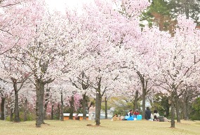 Join a Hanami picnic party