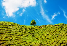 Escape the Heat in The Cameron Highlands