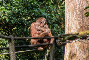 Meet the Orangutans