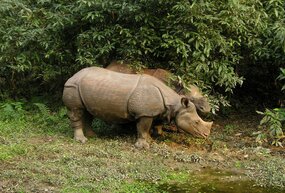 Spot rhinos at Chitwan National Park